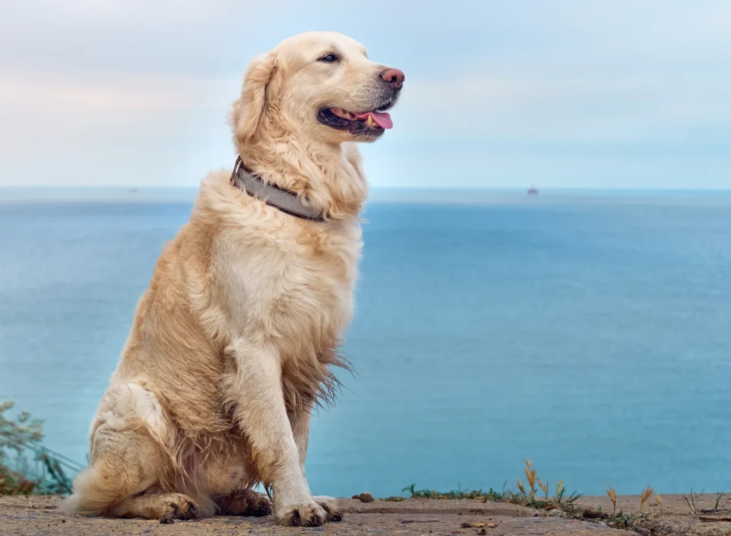 Happy golden retriever sitting by the ocean.
